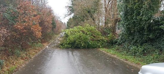 Maltempo - Alberi caduti in strada 