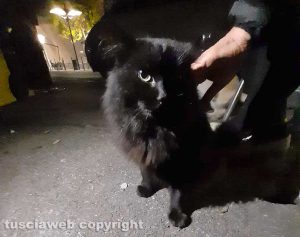 Vasanello - Il gatto Nerino