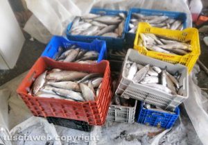 Bolsena - Le pescate delle matrici femmine di coregone
