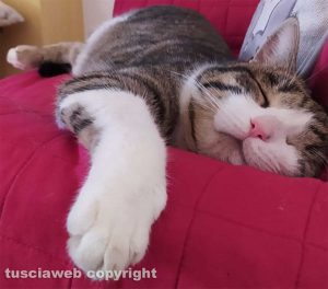 Gatti