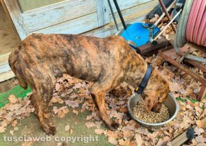 Bagnaia - Trovato cane da caccia
