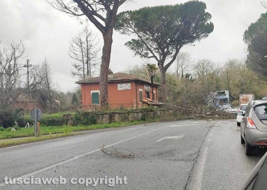 Sutri - L'albero crollato sulla Cassia