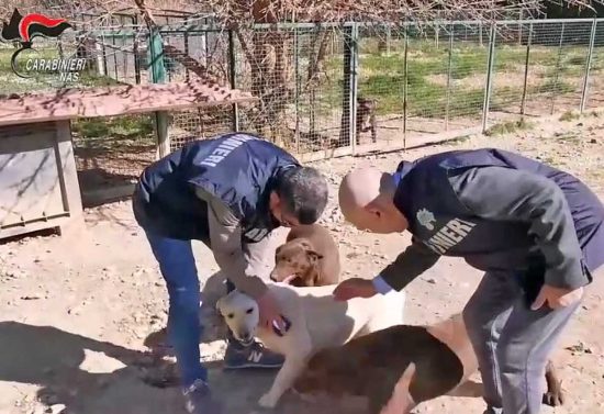 Carabinieri Nas - Controlli in canili e gattili