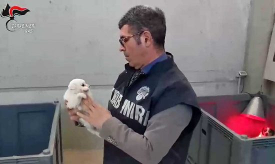 Carabinieri Nas - Controlli in canili e gattili