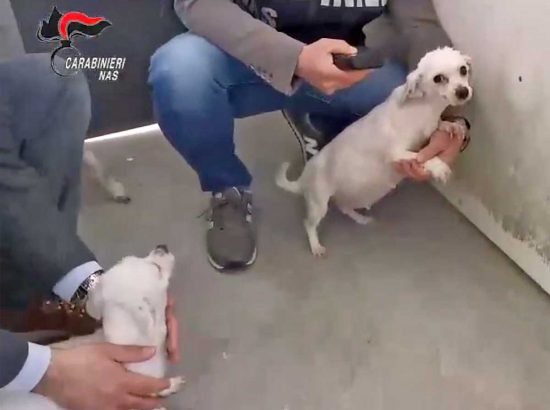 Carabinieri Nas - Controlli in canili e gattili