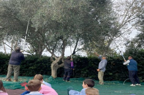 Montaldo di Castro - Il progetto “Dalle olive all'olio”