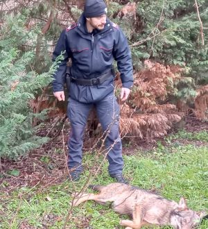 Montefiascone - Lupo investito da un'auto