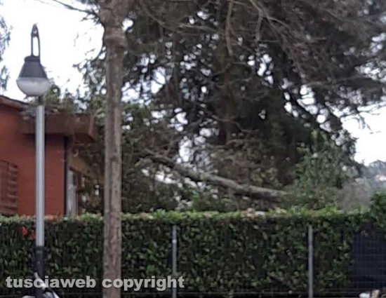 Sutri - Albero cade sulla materna 