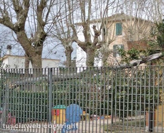 Sutri - Albero cade sulla materna 