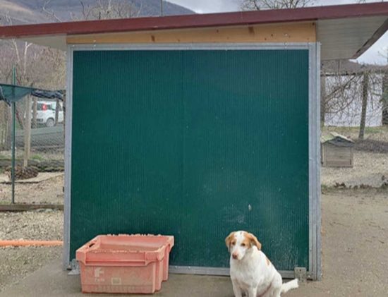 Un box per I cani