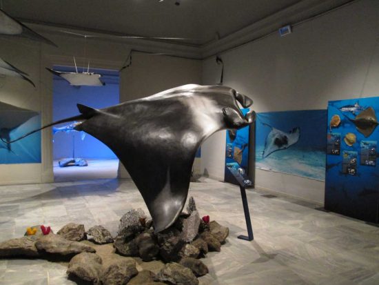 Viterbo - La mostra "Squali Predatori Perfetti" - Una manta gigante