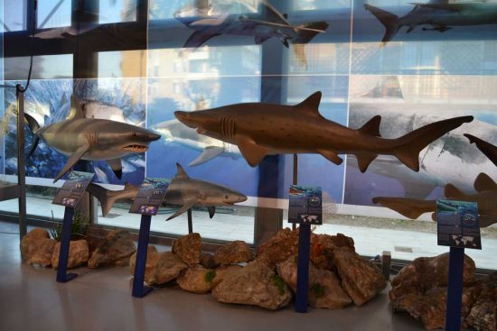Viterbo - La mostra "Squali Predatori Perfetti" - Una parte di esposizione