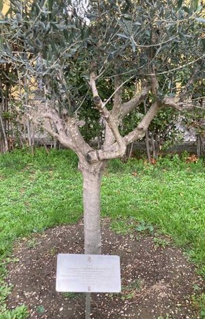 Viterbo - L'albero di ulivo nel giardino della Fraternità