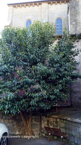 L'albero all'abbazia diSan Martino al Cimino