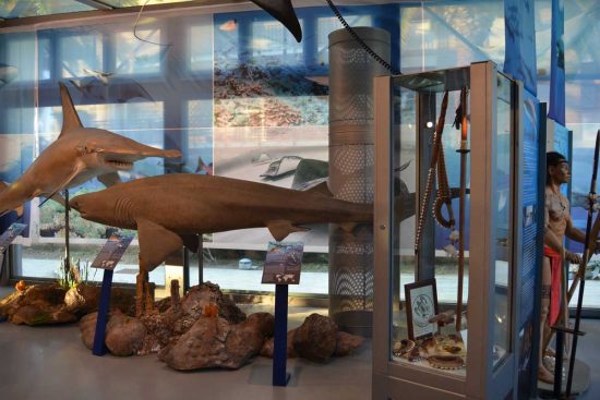 Viterbo - La mostra “Squali. Predatori perfetti”