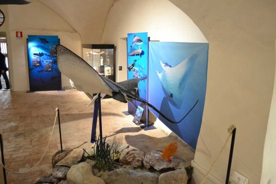 Viterbo - La mostra “Squali. Predatori perfetti”