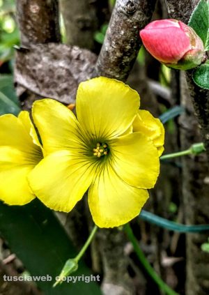 Fiore di stagione