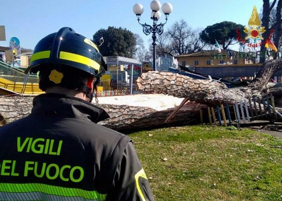 Firenze - Il pino caduto al luna park