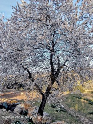 Mandorlo in fiore