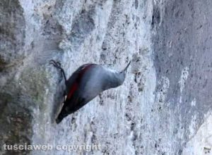 Picchio muraiolo sulle pareti rocciose