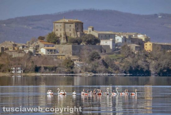 Montefiascone - Fenicotteri in volo sul lago di Bolsena