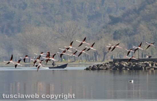 Montefiascone - Fenicotteri in volo sul lago di Bolsena