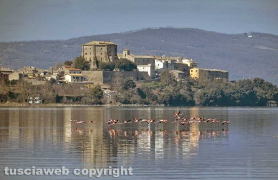 Montefiascone - Fenicotteri in volo sul lago di Bolsena