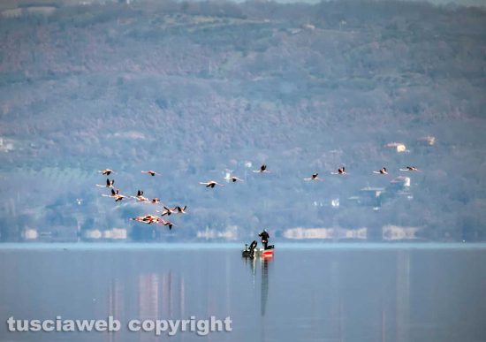 Montefiascone - Fenicotteri in volo sul lago di Bolsena