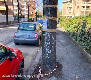 Viterbo - Via Monte Cervino - Nastri a terra dopo la potatura degli alberi