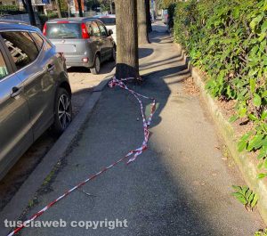 Viterbo - Via Monte Cervino - Nastri a terra dopo la potatura degli alberi