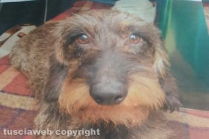 Il cane Ciccio