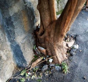 L'albero all'abbazia diSan Martino al Cimino