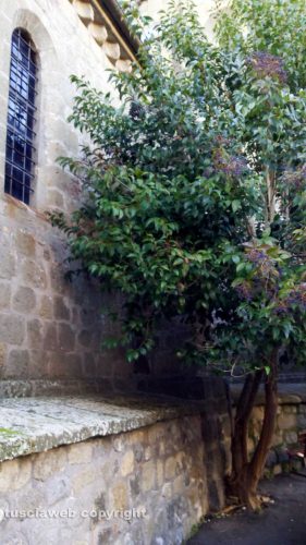 L'albero all'abbazia diSan Martino al Cimino