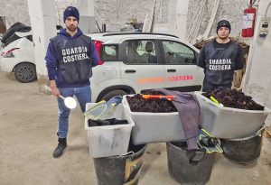 Santa Marinella - I ricci sequestrati dalla guardia costiera