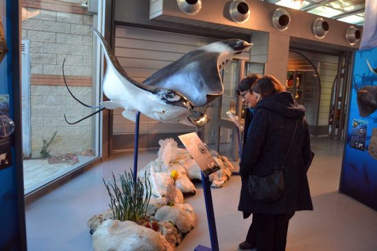 “Mostra Squali Predatori Perfetti”