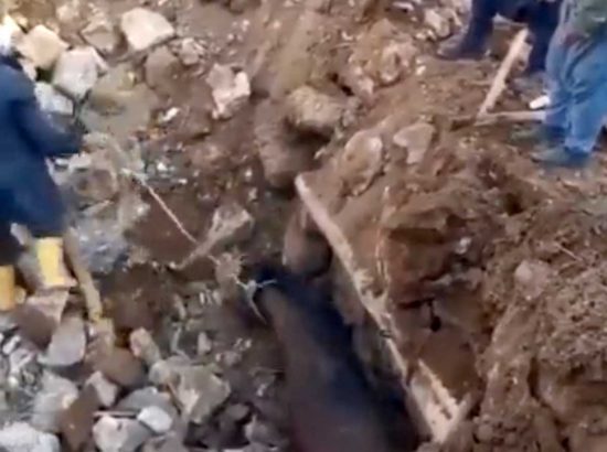 Terremoto in Turchia - Cavallo estratto vivo dalle macerie dopo 21 giorni dalle scosse