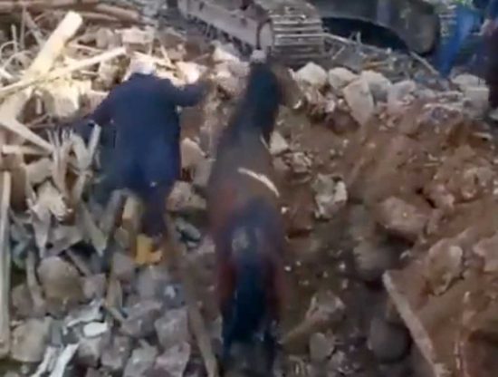 Terremoto in Turchia - Cavallo estratto vivo dalle macerie dopo 21 giorni dalle scosse
