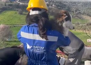 Aleks il cane salvato dalle macerie del terremoto in Turchia