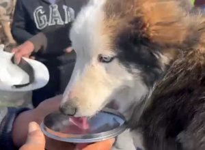Aleks il cane salvato dalle macerie del terremoto in Turchia