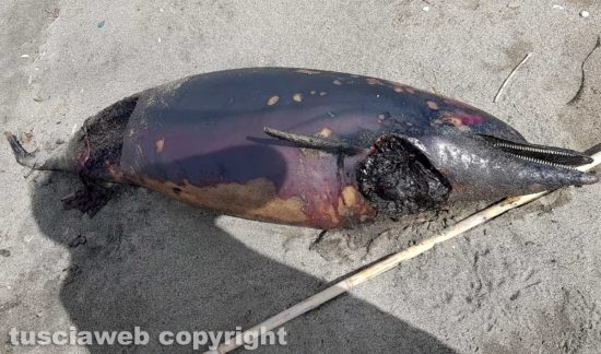 Tarquinia - Delfino morto trovato sulla spiaggia di San Giorgio