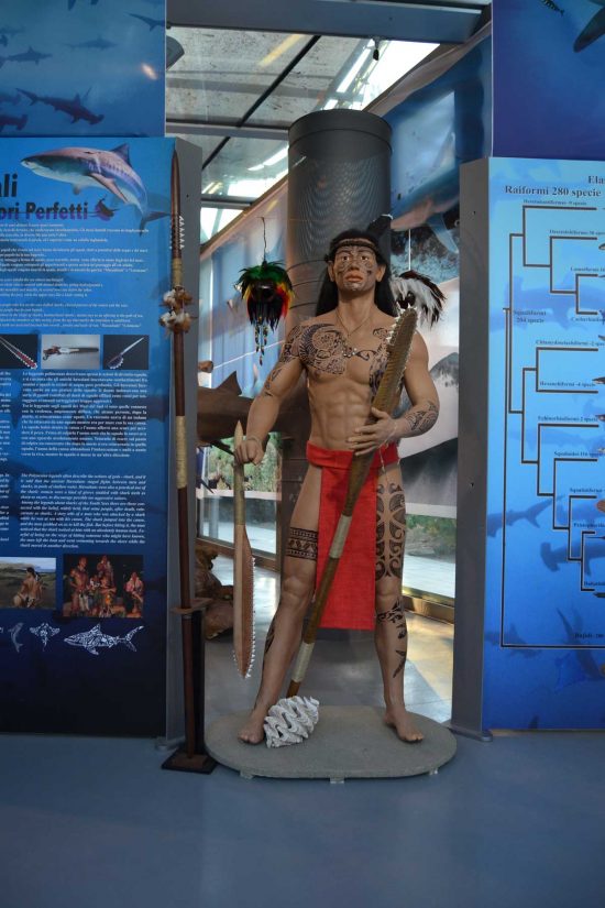 Viterbo - La mostra "Squali predatori perfetti"