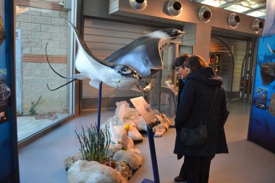 Viterbo - La mostra "Squali predatori perfetti"