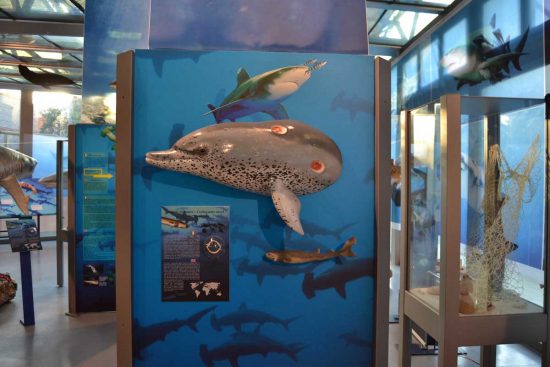 Viterbo - La mostra "Squali predatori perfetti"