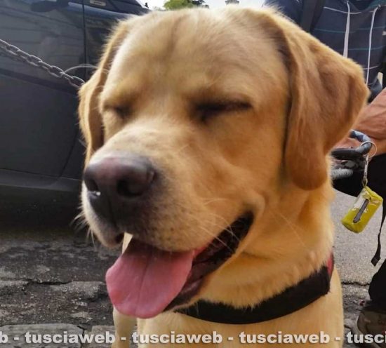 Il labrador Marley