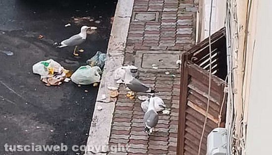 Civitavecchia - I gabbiani e l'immondizia in strada
