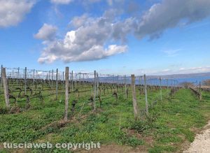 Bolsena - Il paesaggio agricolo