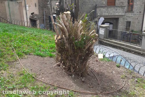Viterbo - Uno dei due oleandri