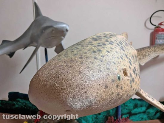 Viterbo - La mostra Squali predatori perfetti