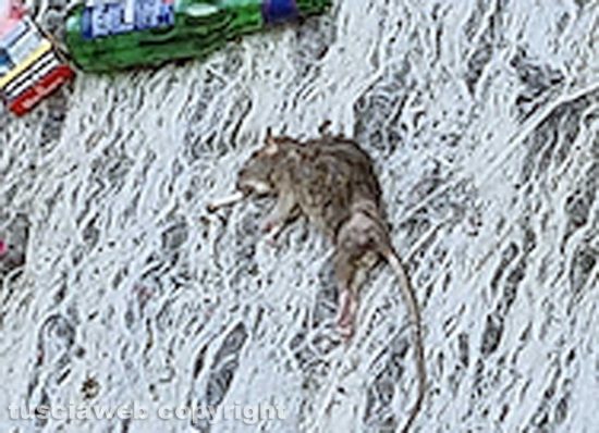 Viterbo - Ratto al giardino del Pilastro