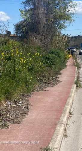 Viterbo - Erbacce su strada Bagni